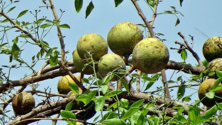 গরম পড়ে গিয়েছে। আর এই গরমেই শরীর ভাল রাখে বেলের শরবত। (ছবি সৌজন্য - পিক্স্যাবে)