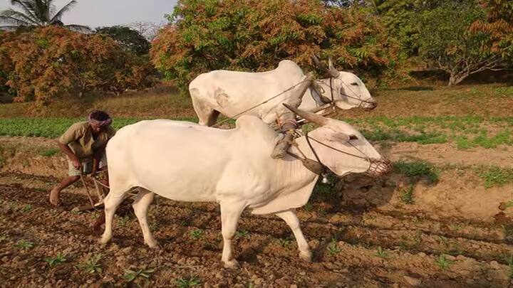 PM Kisan Yojana: પીએમ કિસાન યોજનાનો આગામી હપ્તો મે અથવા જૂનમાં આવી શકે છે, તે પહેલાં ખેડૂતોએ તમામ જરૂરી બાબતો પૂર્ણ કરવી જોઈએ.