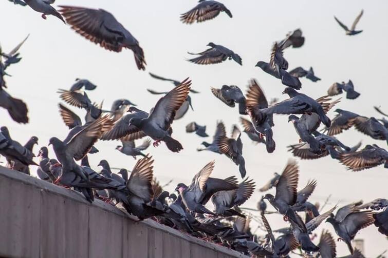 council threatens to fine 97-year-old women for feeding pigeons Feeding Pigeons: 97 ਸਾਲਾ ਬੇਬੇ ਨੂੰ ਕਬੂਤਰਾਂ ਨੂੰ ਦਾਣਾ ਪਾਉਣਾ ਪਿਆ ਮਹਿੰਗਾ, ਲੱਗਿਆ ਭਾਰੀ ਜ਼ੁਰਮਾਨਾ ਤੇ ਘਰੋਂ ਵੀ ਹੋ ਸਕਦੀ ਬੇਘਰ!