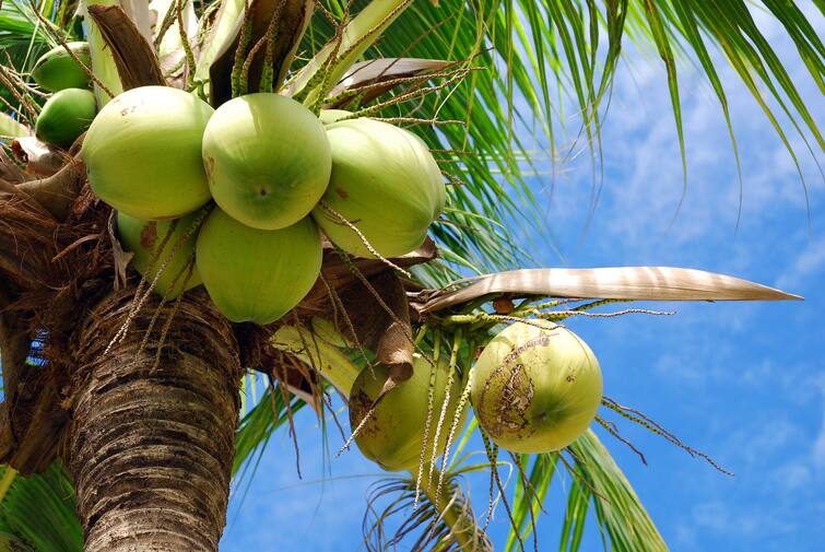 Coconut water reaches the hanging coconut from the roots of the tree Coconut Water : ਕੀ ਤੁਸੀਂ ਜਾਣਦੇ ਹੋ ਲਟਕਦੇ ਨਾਰੀਅਲ 'ਚ ਪਾਣੀ ਕਿੱਥੋਂ ਆਉਂਦਾ ਹੈ?