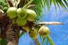Coconut Water : ਕੀ ਤੁਸੀਂ ਜਾਣਦੇ ਹੋ ਲਟਕਦੇ ਨਾਰੀਅਲ 'ਚ ਪਾਣੀ ਕਿੱਥੋਂ ਆਉਂਦਾ ਹੈ?