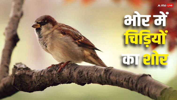 Birds Sing at Dawn Why do birds chirp more in the morning Birds Sing at Dawn : चिड़िया भोर में ही ज्यादा क्यों चहचहाती हैं?