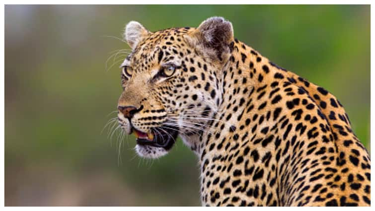 WATCH: Panic In Delhi's Wazirabad As Leopard Barges Into House, Attacks 3 People WATCH: Panic In Delhi's Wazirabad As Leopard Barges Into House, Attacks 3 People