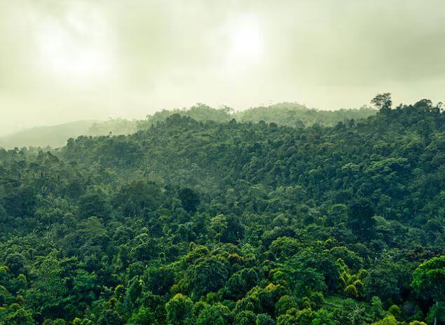 ਦੁਨੀਆ ਵਿੱਚ ਕਈ ਅਜਿਹੇ ਦੇਸ਼ ਹਨ ਜੋ ਜੰਗਲਾਂ ਨਾਲ ਘਿਰੇ ਹੋਏ ਹਨ ਹਾਲਾਂਕਿ ਅੱਜ ਅਸੀਂ ਇੱਕ ਅਜਿਹੇ ਦੇਸ਼ ਦੀ ਗੱਲ ਕਰ  ਰਹੇ ਹਾਂ ਜਿੱਥੇ ਕੋਈ ਜੰਗਲ ਨਹੀਂ ਹੈ ਤੇ ਇਹ ਦੇਸ਼ ਸਭ ਤੋਂ ਅਮੀਰ ਦੇਸ਼ਾਂ ਦੀ ਸੂਚੀ ਵਿੱਚ ਵੀ ਹੈ।