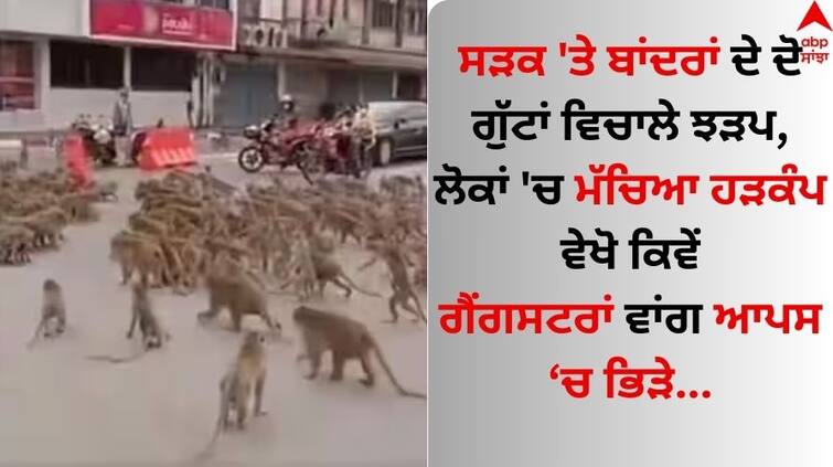 Thailand' Monkeys Two gangs of Monkeys clash in Thailand's tourist town Watch video here Viral Video: ਬਾਂਦਰਾਂ ਨੇ ਮਚਾਇਆ ਕੋਹਰਾਮ, ਸੜਕ 'ਤੇ ਗੈਂਗਸਟਰਾਂ ਵਾਂਗ ਕਰ ਰਹੇ ਜੰਗ, ਪੁਲਿਸ ਨੇ ਕਾਬੂ ਪਾਉਣ ਲਈ ਚੁੱਕਿਆ ਇਹ ਕਦਮ