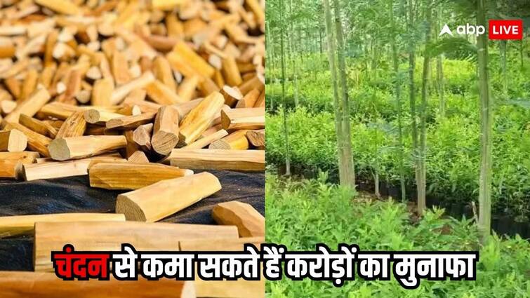 sandalwood farming tips its woods can make you so much rich know the details क्या आप भी कर सकते हैं चंदन की खेती, जिसकी लकड़ी से आप भी बन सकते हैं मालामाल