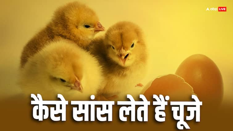 How do chicks breathe inside a completely packed egg पूरी तरह से पैक अंडे के अंदर कैसे सांस लेते हैं चूजे?