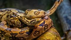 Snakes:सांप अपनी केंचुल क्यों उतारते, इस वजह से रंगीन सांप के केंचुल भी होते हैं पारदर्शी