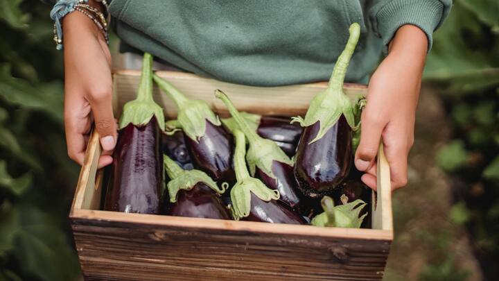 Brinjal Benefits : वांग्यात उच्च फायबर आढळते ज्यामुळे अनेक फायदे होतात.हे पोषक तत्वे प्रदान करतात.