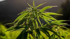 इस देश में गांजा ले जाना हुआ वैध, 18 साल से ऊपर के लोग कर सकते हैं भांग की खेती