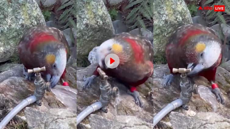 A bird is seen in the video intelligently drinking water from the tap trending Video: इंसानों की तरह समझदारी दिखाता दिखा पक्षी....बहते पानी के नल को घुमाकर किया बंद, देखें वीडियो