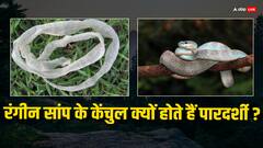 Snakes:सांप अपनी केंचुल क्यों उतारते, इस वजह से रंगीन सांप के केंचुल भी होते हैं पारदर्शी