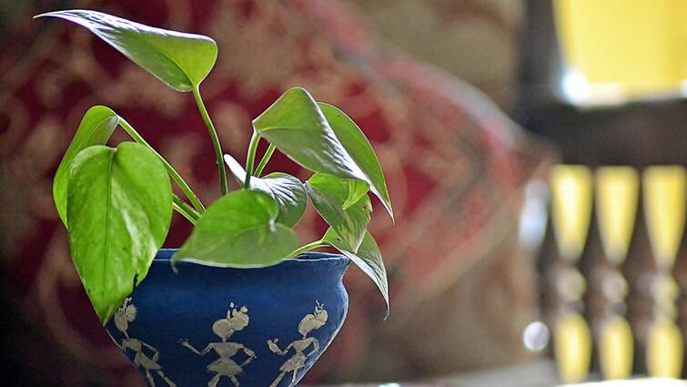 Vastu tips for Money plant avoid these type of money plant to abstain from financial crisis Avoid Keeping This Type Of Money Plant At Home To Abstain From Financial Crisis