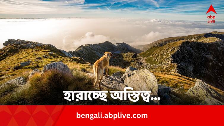 Study Reveals Species in 17 Mountain Regions May Be Facing Extinction Risk In Bengali Science News: বিশ্ব উষ্ণায়নের জের, হারিয়ে যাচ্ছে ১৭টি পার্বত্য এলাকার প্রাণীকূল