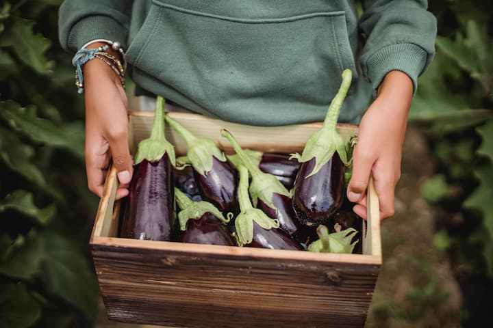 Brinjal contains plenty of vitamins. Beta Carotene: When there is a deficiency of beta carotene and retinol in the body, then its deficiency can be compensated by eating brinjal.  (Photo credit: Pexel.com)