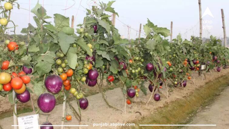 MP kisan Devendra Dawande plant 5 vegetables from one plant use grafting techinque know all details Agriculture: ਇੱਕ ਹੀ ਪੌਦੇ ਨੂੰ ਲੱਗ ਰਹੀਆਂ ਕਈ ਸਬਜ਼ੀਆਂ, ਐਮਪੀ ਦੇ ਕਿਸਾਨ ਨੇ ਅਪਣਾਈ ਆਹ ਤਕਨੀਕ