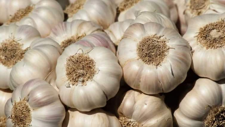 Chinese fake garlic in indian market full smuggling more than opium and marijuana in india via nepal business marathi news | तुम्ही खाताय ते लसूण बोगस? चीनी बनावट लसणाने भारतीय बाजार फुल्ल! अफू आणि गांजापेक्षा चीनच्या लसणाचं मोठं मार्केट