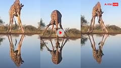 Video: बड़ी मुश्किल से तालाब में पानी पी पाता है लंबी गर्दन वाला जिराफ, ऐसे करनी पड़ती है मेहनत