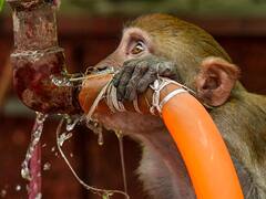 IMD Weather Update: कोई पिला रहा ठंडा पानी तो कहीं छोड़ी जा रहीं फुआरें, अप्रैल की शुरूआत से ही गर्मी का कहर, आगे क्या होगा