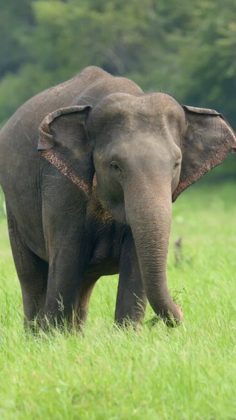An elephant named Keerathi died due to ill health at an elephant camp in Trichy TNN திருச்சியில் யானைகள் முகாமில், உடல்நல குறைவால் கீரதி என்ற யானை உயிரிழப்பு