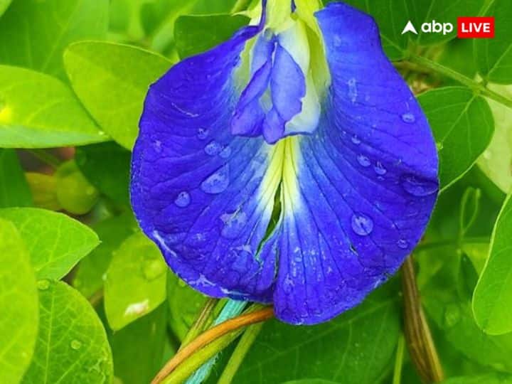 वहीं शनि देव को अपराजिता के फूल भी बेहद प्रिय होते हैं.शनिवार के दिन सुबह शनि देव की पूजा करते समय उन्हें 5, 7, और 11 अपराजिता के फूल चढ़ाएं.