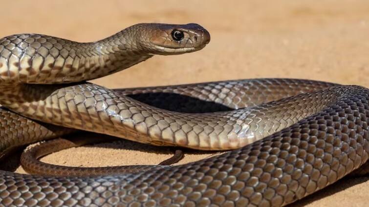 Snake Free State There is not a single snake in this state of India got the status of snake free state Snake Free State: ਭਾਰਤ ਦੇ ਇਸ ਰਾਜ ਵਿੱਚ ਇੱਕ ਵੀ ਸੱਪ ਨਹੀਂ ਹੈ, ਮਿਲਿਆ 'ਸਨੇਕ ਫਰੀ' ਸਟੇਟ ਦਾ ਦਰਜਾ