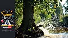 This Indian Tree Species Has A Natural Water Reservoir In Its Trunk. Know The Science Behind This, And Interesting Facts