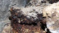 શિલાજીતને કેમ કહેવાય છે પહાડોનો પરસેવો, જાણો કેવી રીતે બને છે