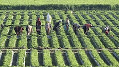 पाकिस्तान में सबसे ज्यादा किसकी खेती होती है?