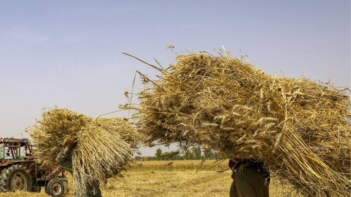 पाकिस्तान में पैदा होने वाली सबसे बड़ी फसल है गेहूं. पाकिस्तान में पूरी खेती का कुल 37% हिस्से में गेहूं का उत्पादन होता है.