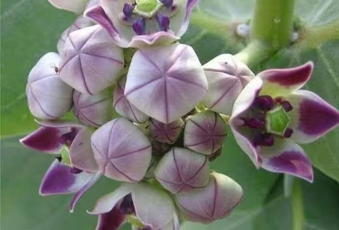 જ્યોતિષ શાસ્ત્ર અનુસાર શનિવારે શનિદેવને આકનું ફૂલ અર્પણ કરવાથી સાડાસાતી અને પનોતીથી રાહત મળે છે. આંકડાના ફૂલ ચઢાવવાથી શનિદેવ પ્રસન્ન થઈ શકે છે અને તમારું ભાગ્ય ચમકી શકે છે.