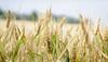 Wheat: ਸਾਵਧਾਨ! ਵਧਦੀ ਗਰਮੀ ਕਰਕੇ ਇਸ ਫਸਲ ਦਾ ਹੋ ਸਕਦਾ ਨੁਕਸਾਨ ਤੇ ਲੱਗ ਸਕਦੀ ਆਹ ਗੰਭੀਰ ਬਿਮਾਰੀ