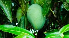 Green Mango :  आंबट 'कच्ची कैरी' आरोग्यासाठी अशी ठरते उपयोगी !