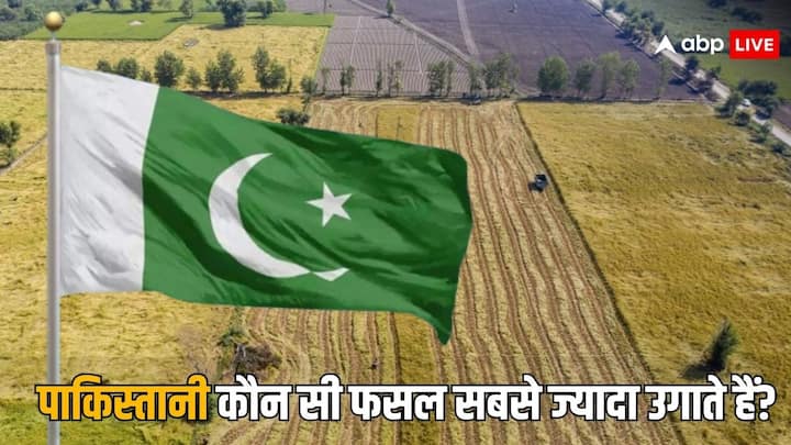 Most Cultivated Crop In Pakistan: भारत में सबसे ज्यादा चावल की फसल का उत्पादन होता है. कई लोगों के मन में सवाल आता है पाकिस्तान में सबसे ज्यादा कौन सी फसल उगाई जाती है. चलिए जानते हैं