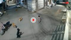 आवारा कुत्तों से सावधान! सड़क पर बच्चों को अकेला छोड़ने से पहले देख लें ये खौफनाक Video