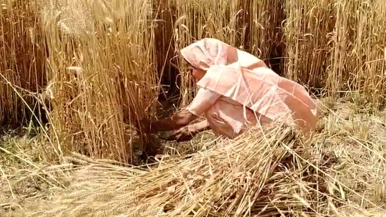 Rajasthan Lok Sabha Elections 2024 candidates attracting voters by cutting crops and dancing in Bharatpur ANN Rajasthan Lok Sabha Election: उम्मीदवारों के दिख रहे अनूठे अंदाज, फसल काटकर तो कभी ठुमके लगाकर मांग रहे वोट