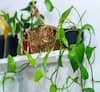 Money Plant: ઘરમાં ભૂલથી પણ આ રીતે ન રાખશો મનીપ્લાન્ટ, આર્થિક તંગી વધશે