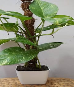 Money Plant: ઘરમાં ભૂલથી પણ આ રીતે ન રાખશો મનીપ્લાન્ટ, આર્થિક તંગી વધશે