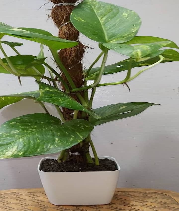 वास्तु टिप्स के अनुसार घर में भूलकर भी न रखें इस तरह का मनी प्लांट, बढ़ेगी आर्थिक तंगी वास्तु में शास्त्र दिशाओं का विशेष महत्व होता है। मनी प्लांट को उत्तर-पूर्व दिशा में नहीं लगाना चाहिए। इस दिशा में मनी प्लांट लगाने से परिवार के सदस्यों को आर्थिक तंगी का सामना करना पड़ता है।