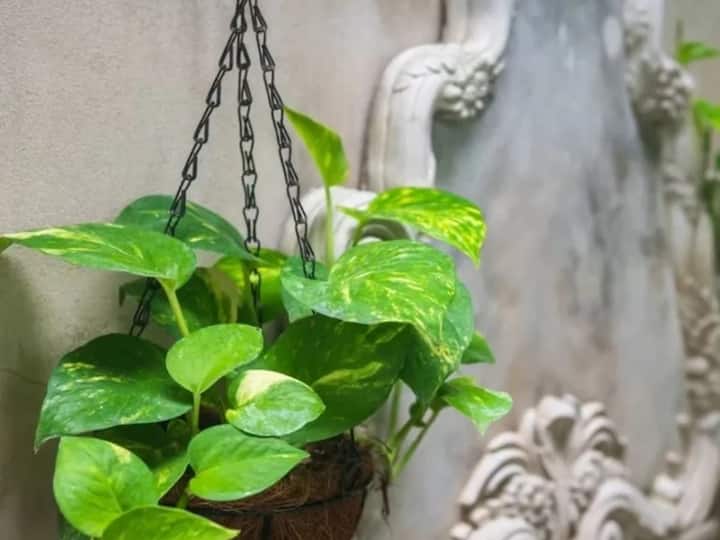 वास्तु टिप्स के अनुसार घर में भूलकर भी न रखें इस तरह का मनी प्लांट, बढ़ेगी आर्थिक तंगी मनी प्लांट को कभी भी घर के बाहर नहीं लगाना चाहिए। वास्तु के अनुसार इसे घर के बाहर लगाने से बाहरी लोगों का ध्यान आकर्षित होता है और मनी प्लांट का विकास रुक जाता है। इसका असर परिवार के सदस्यों की आर्थिक स्थिति पर पड़ता है। इसलिए मनी प्लांट को हमेशा घर के अंदर ही लगाना चाहिए।