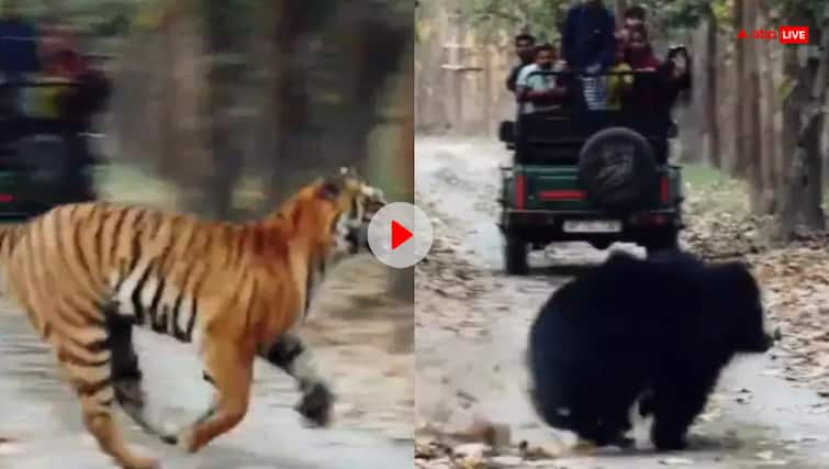 Pilibhit Tiger Reserve tiger chasing bear in dense forest video goes viral Viral Video: पीलीभीत टाइगर रिजर्व में भालू के पीछे पड़ा टाइगर, वीडियो में देखें कौन किस पर पड़ा भारी