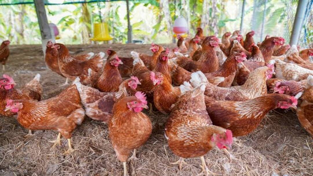 First bird flu case in human know about bird flu after man becomes infected in Texas Bird Flu: गाय से शख्स को हुआ बर्ड फ्लू! टेक्सस में मिला पहला केस, जानिए कितना चिंताजनक है मामला