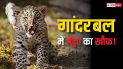 खौफ में गांदरबल की बस्तियां, पता नहीं कहां से आ जाएगा! क्यों दहशत में है जम्मू-कश्मीर का ये शहर