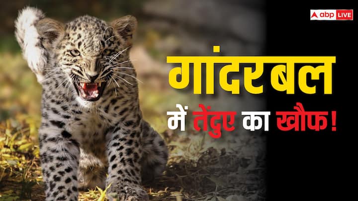Leopard terror in Ganderbal Jammu Kashmir how forest department controlled leopard Jammu Kashmir News खौफ में गांदरबल की बस्तियां, पता नहीं कहां से आ जाएगा! क्यों दहशत में है जम्मू-कश्मीर का ये शहर