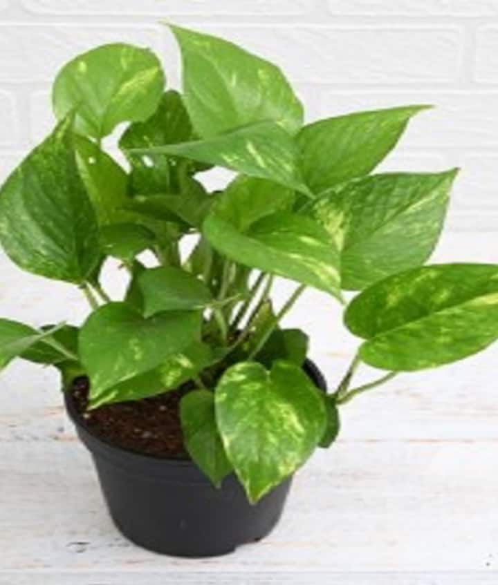 वास्तु टिप्स के अनुसार घर में भूलकर भी न रखें इस तरह का मनी प्लांट, बढ़ेगी आर्थिक तंगी मनी प्लांट को हमेशा दक्षिण-पूर्व दिशा में लगाना चाहिए। यह दिशा भगवान गणेश की दिशा मानी जाती है। इस दिशा में मनी प्लांट लगाने से घर में सुख-समृद्धि आती है।
