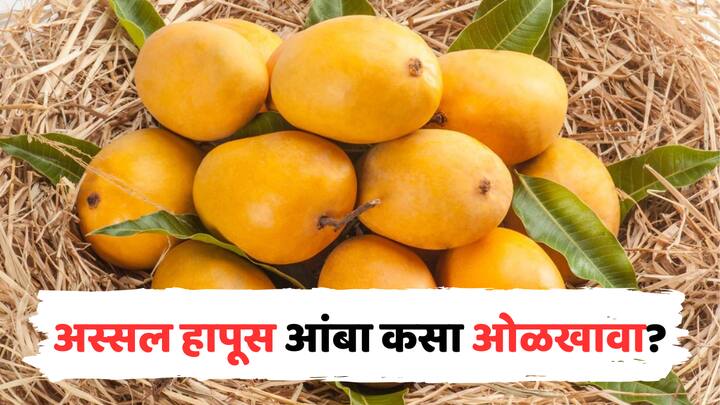 How to Identify Alphonso Mango gudi padwa 2024 tradition buying first mangoes of year how to identify original alphonso mango hapus mango marathi news Alphonso Mango :  अस्सल हापूस कसा ओळखाल? सविस्तर माहिती वाचा एका क्लिकवर
