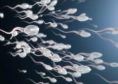 Sperm Count Study: પુરૂષોમાં ઝડપથી ઘટી રહ્યું છે સ્પર્મ કાઉન્ટ, સ્ટડીમાં થયો ચૌંકાવનારો ખુલાસો