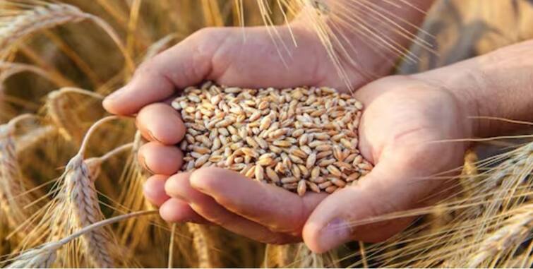 increase in wheat prices in Maharashtra farmers agriculture news दिलासादायक! महाराष्ट्रात गव्हाचा विक्रम, प्रतिक्विंटलला मिळतोय 'एवढा' दर 