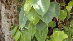 इस पेड़ से निकलती है प्राण वायु, जानिए घर के कितने पास लगाना चाहिए