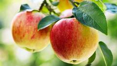 इस देश में उगाया जाता है दुनिया का सबसे कीमती सेब